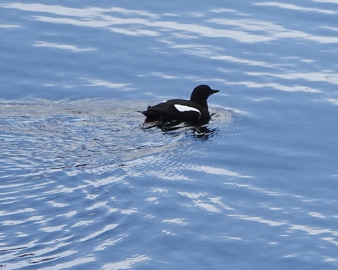 black guillemot